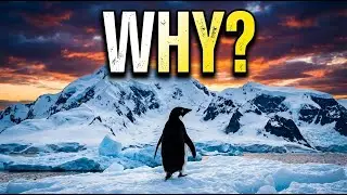 WHY? The Lonely Penguin's Last Journey | Depressed Penguin Walking to Mountains Documentary Song