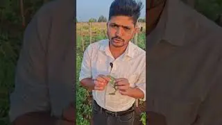 ಟೊಮೇಟೊದಲ್ಲಿ ಆಲ್ಟರ್ನೇರಿಯಾ ಎಲೆ ಚುಕ್ಕೆ ರೋಗ | Alternaria Leaf Spot / Early Blight