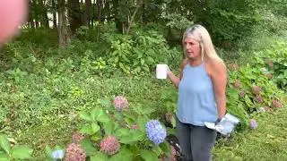 Endless Summer Hydrangea Hedge The Original and Blushing Bride