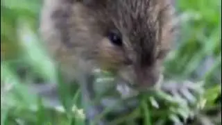 Meadow Jumping Mouse