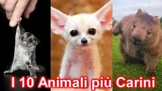 10 STRANI ANIMALI DOMESTICI SUPER DOLCI E COCCOLOSI