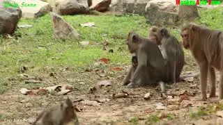 Full Video oF Sankra Monkey in Amari Group -Maria And Jessie  Monkey