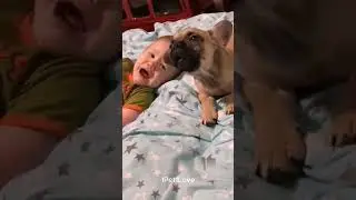 DOGS ACTING LIKE HUMANS IS THE FUNNIEST THING YOU'LL SEE TODAY! 🐾😂