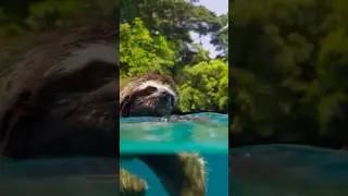 Sloths Hold Breath Longer Than Dolphins?! 🦥🐬 #Shorts