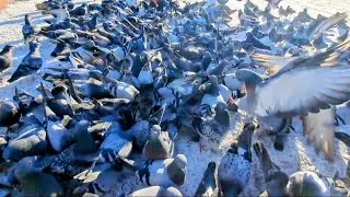 Ile gołębi pocztowych 🫣 tyle jeszcze ich nie było . Czy coś złapałem ?