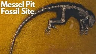 Exploring the Ancient Wonders of Messel Pit Fossil Site
