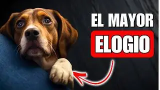 7 elogios profundos que tu perro te hace (la mayoría no los nota)