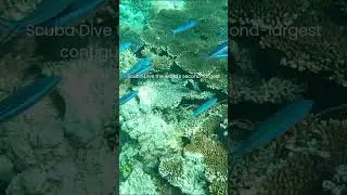 Apo Reef Scuba Diving. #aporeefscuba #aporeefdive #aporeefdivetrip