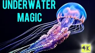 3D HOLOGRAM: 🌊 NEON SOUTHERN OCEAN CREATURES &ndash; SERENE UNDERWATER MAGIC ✨