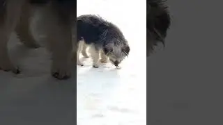 A stray dog ​​found food but it's not fit to eat  #shorts