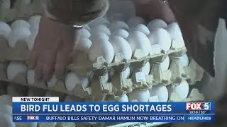 Bird Flu leads To Egg Shortages