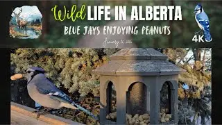 Blue Jays Snacking on Peanuts  #bluejay #bluejays #birdfeeders #wildlife #cattv #alberta #4K #birds