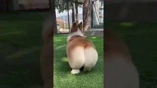 Corgi's cute ass #pets #viral #cutedog #dog #corgi #ass