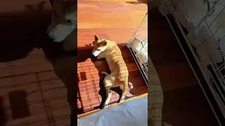 The little dog from Guangxi is in Northeast China#Chinese Village Dog