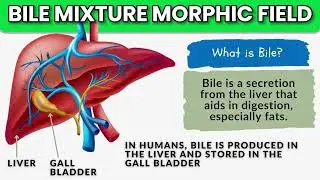 Bile Mixture Morphic Field - Cure All Diseases & Infections Of Bile & Bile Duct