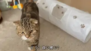 またまた猫グッズを買ってきました