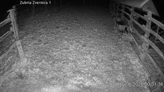 Zubria zvernica (cam212) 16.01.2026 o 00:54