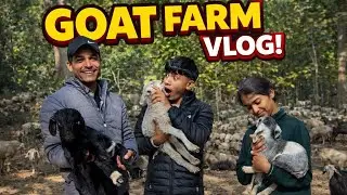 जब हमने पहली बार बकरी गोद में उठाई 😍 ये बच्ची बकरी मुझे छोड़ ही नहीं रही! 🥹🐐 