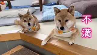 体調不良でごはんを減らされあからさまに不満な表情を見せる柴犬が可愛い