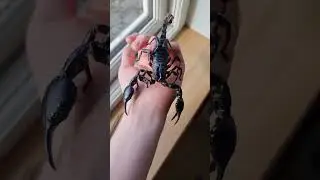 Scorpion Growth 🔥🔥🔥 #scorpion #animal #spider #millipede