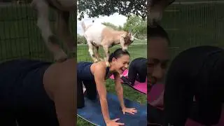 Goat yoga what&rsquo;s that?!?!🐐🧘🏽&zwj;♀️ Read description.