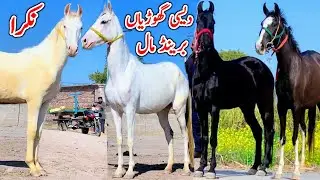 Horse For Sale In Punjab | Desi Horse Farm | Horse For Sale | Horse Market 