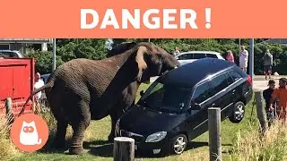 LES 10 ANIMAUX LES PLUS DANGEREUX DU MONDE