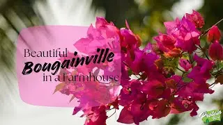 Beautiful Bougainvillea in a Farmhouse | A Burst of Vibrant Colors