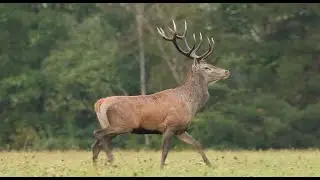 JELENIA RUJA 2022/ RED DEER RUT 2022 / RYKOWISKO 2022 / HIRSCHBRUNFT ROHREN 2022