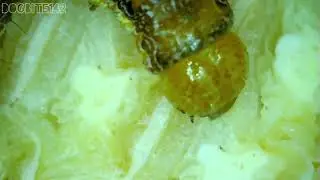 Corn Earworm Moth VI