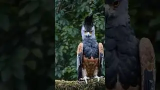 This Eagle Triggers Fear Even on a Screen | Harpy Eagle 🦅