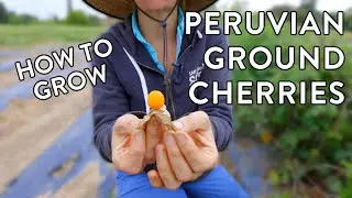 Why Your Garden Needs Peruvian Ground Cherries &ndash; Easy & Delicious!