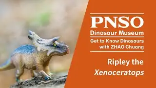042 Ripley the Xenoceratops | Get to Know Dinosaurs with ZHAO Chuang