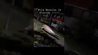 Wild Manatee In Florida !?! #hurricaneian #nature #fyp