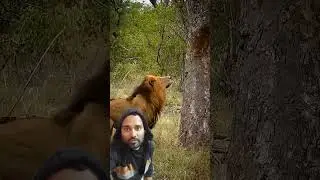 sher ki najar .#leopard #wildlife #youtubeshorts #viralvideo #animals
