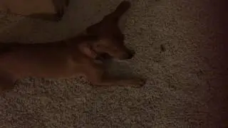 Summer scared of a cricket