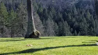 Discover Napa & Sonoma: Premier Limo Wine Tours & Tastings by Joy 🌟