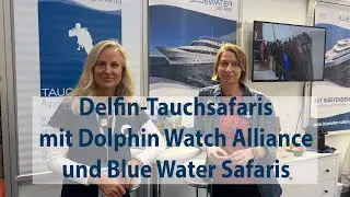 Blue Water Safaris und Dolphin Watch Alliance veranstalten spezielle Delfin-Tauchsafaris.