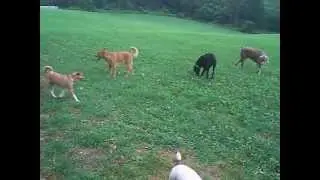 Carousel Dog Park 04