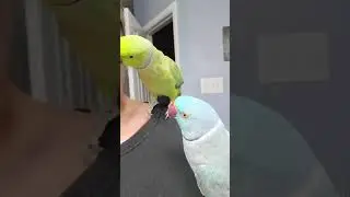 Bathroom conversations with a penguin, eagle and a dinosaur in denial