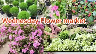 Bougainvillea flowers Wednesday market ❣️||dimapur nagaland vlog ❣️❣️||part -1