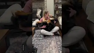 My Big Fluffy Dog Thinks She&rsquo;s a Lap Dog🥹😂 I Think I Like This Little Dog audio by ​⁠@DougThePug