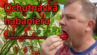 43 Ochutnávka habanero a semínka zdarma