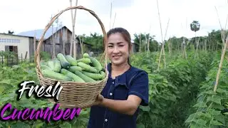 Pick Fresh Cucumbers For My Recipe / Steamed Vegetable Dipping Sauce Recipe / Cooking With Sreypov