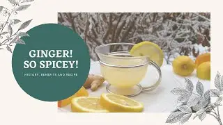 Ginger Root! History, Benefits and Herbal Tea Recipe!