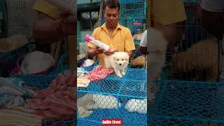 Pet Market Kolkata 😍/lowest price puppy dog/Gallif Street dogs #shorts #viral #dog #dogs #doglover