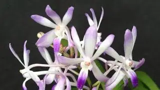 Neostylis Lou Sneary 'Bluebird' (Vanda falcata &times; Rhynchostylis coelestis)