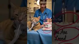 Even When Sick, You Are Loved #CatCare #YouAreLoved #CatRecovery #AnimalHospital #Shorts