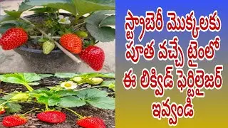 Strawberry మొక్కకి ఫ్లవర్స్ వచ్చే టైంలో ఈ NPK ఫెర్టిలైజర్ ఇవ్వండి|Best fertilizer for strawberry 