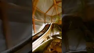 Whipper Dipper backyard coaster pov